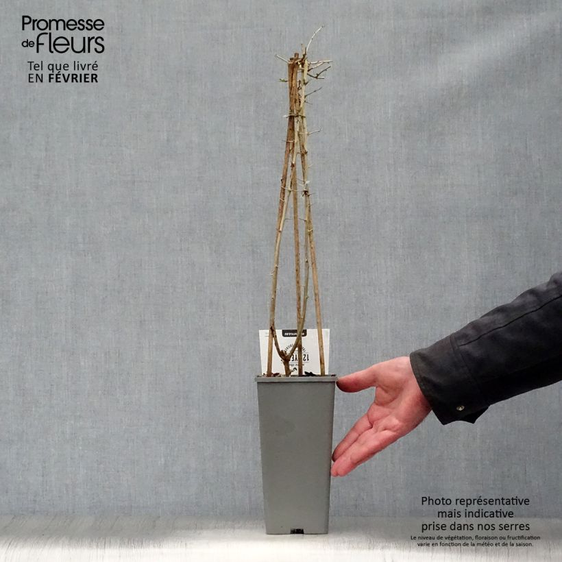 Amostra de Goji - Lycium barbarum Vaso de 1,5 L/2 L, Arbusto tal como entregue no inverno