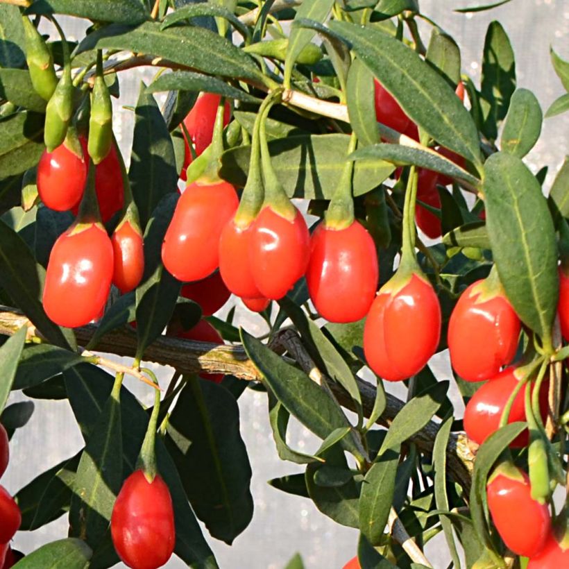 Goji Princess Tao - Lycium barbarum (Colheita)