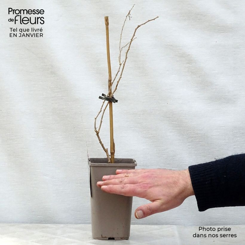 Amostra de Goji Princess Tao - Lycium barbarum Vaso de 1 L/1,5 L, Tufo tal como entregue no inverno