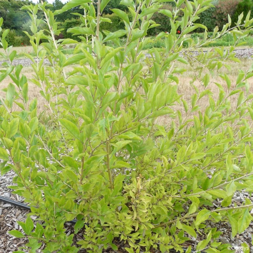 Goji Q1 - Lycium barbarum (Hábito)