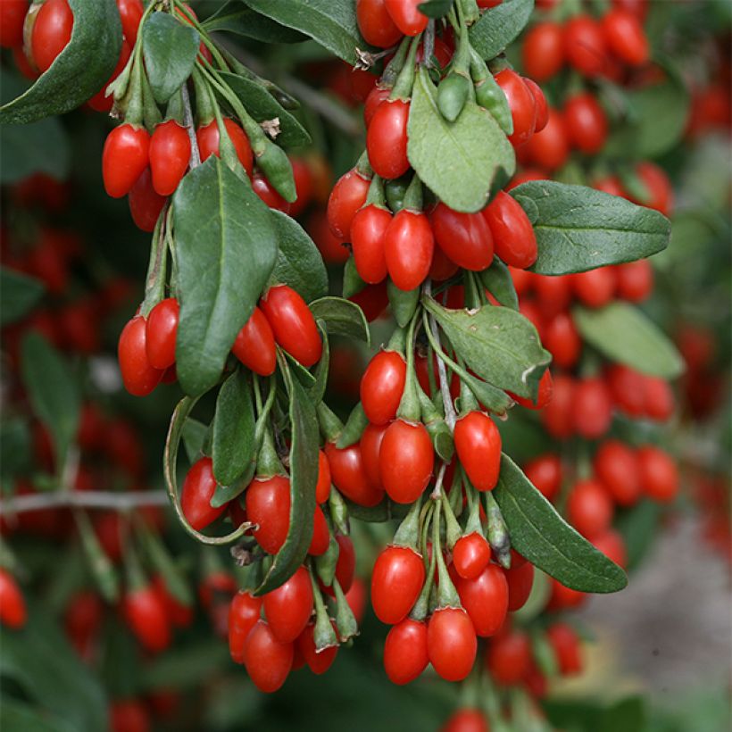Goji Sweet Lifeberry - Lycium barbarum (Floração)