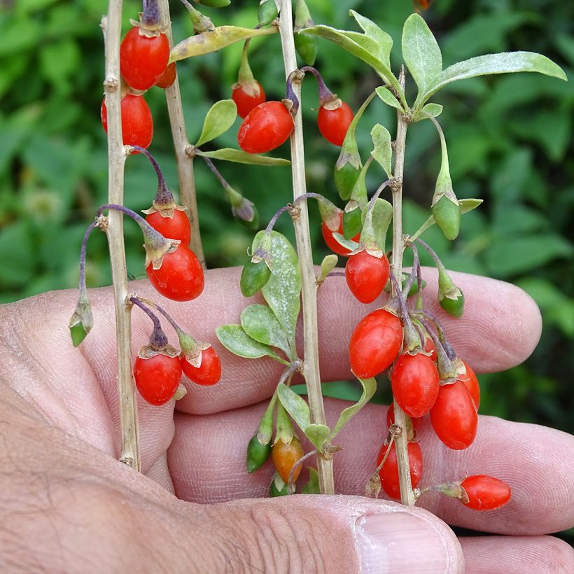 Goji Sweet Lifeberry - Lycium barbarum (Colheita)