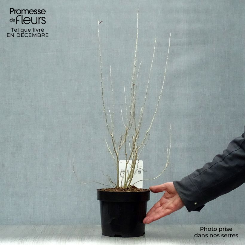 Amostra de Goji Sweet Lifeberry - Lycium barbarum Vaso de 1,5 L/2 L, Tufo tal como entregue no inverno