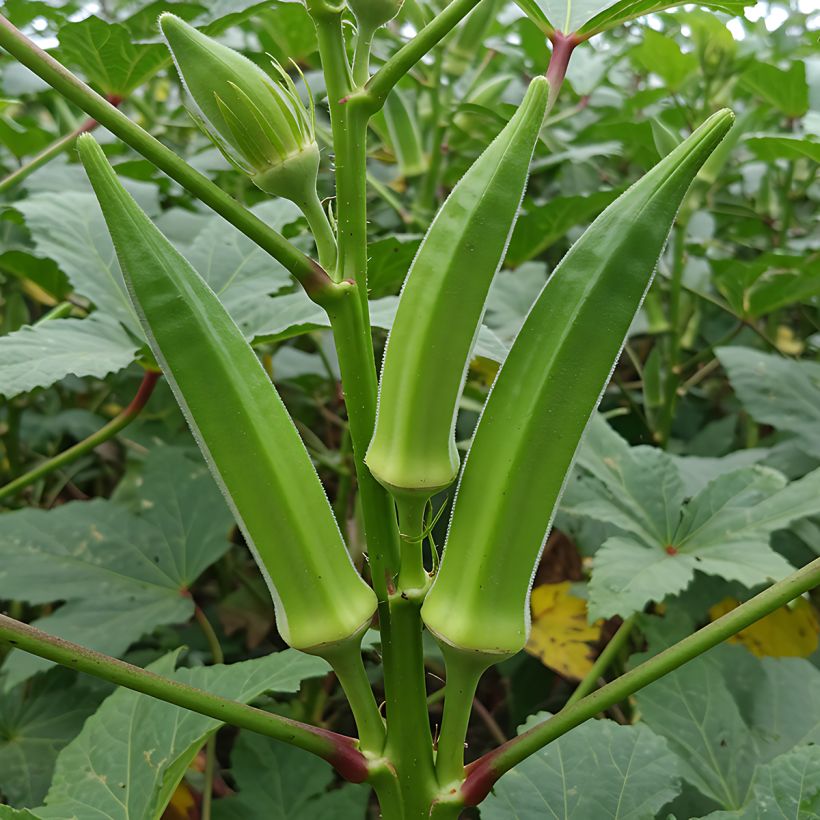Quiabo - Abelmoschus esculentus (Hábito)