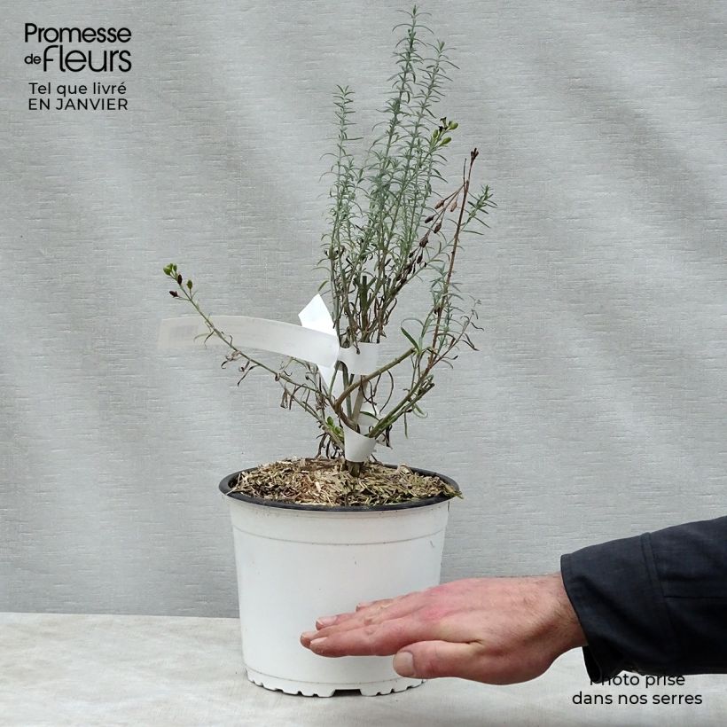 Amostra de Gomphostigma virgatum White Candy Vaso de 2 L/3 L tal como entregue no inverno