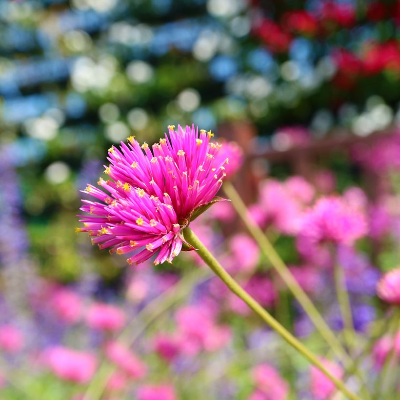 Perpétua Truffula Pink (Floração)