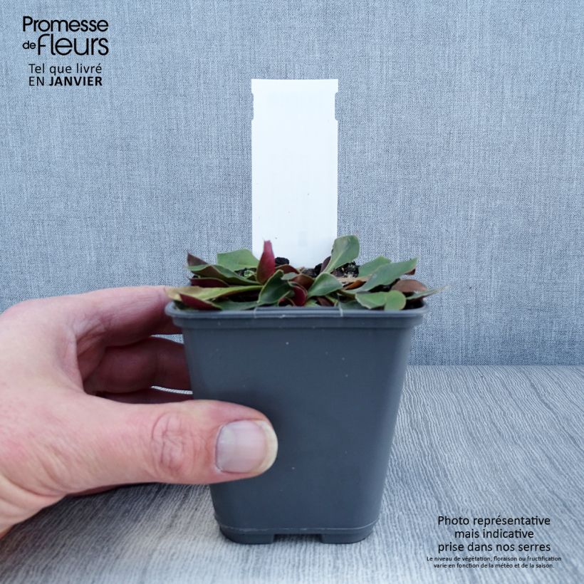 Amostra de Goniolimon collinum Vaso de 8/9 cm tal como entregue no inverno