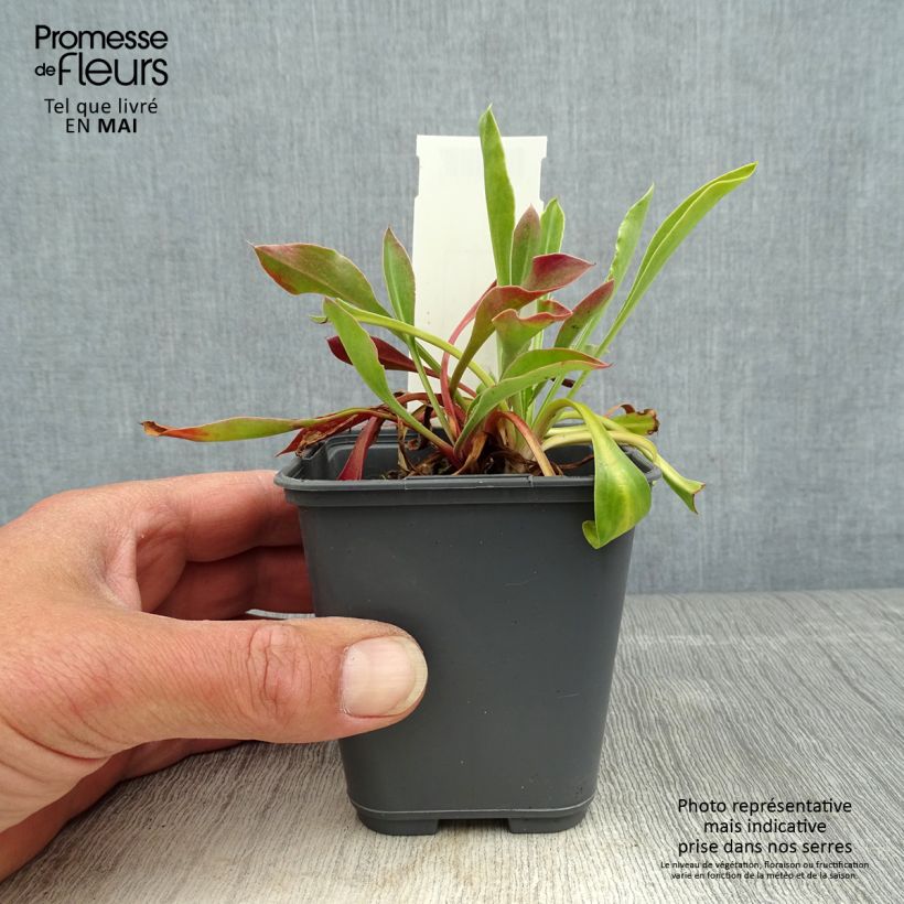 Amostra de Goniolimon collinum Vaso de 8/9 cm tal como entregue na primavera