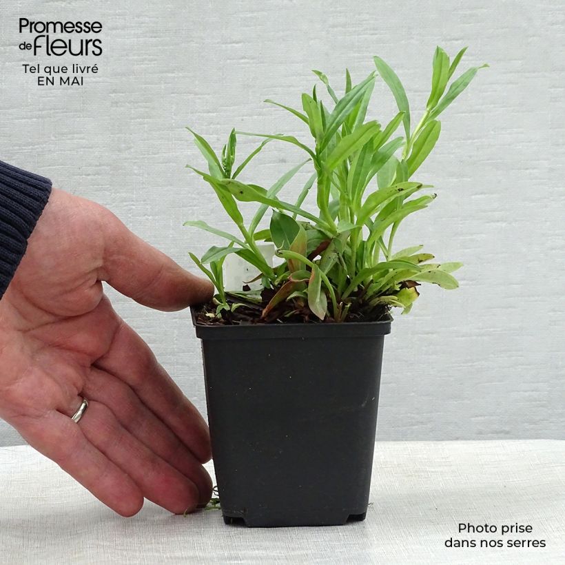 Amostra de Goniolimon tataricum Vaso de 8/9 cm tal como entregue na primavera