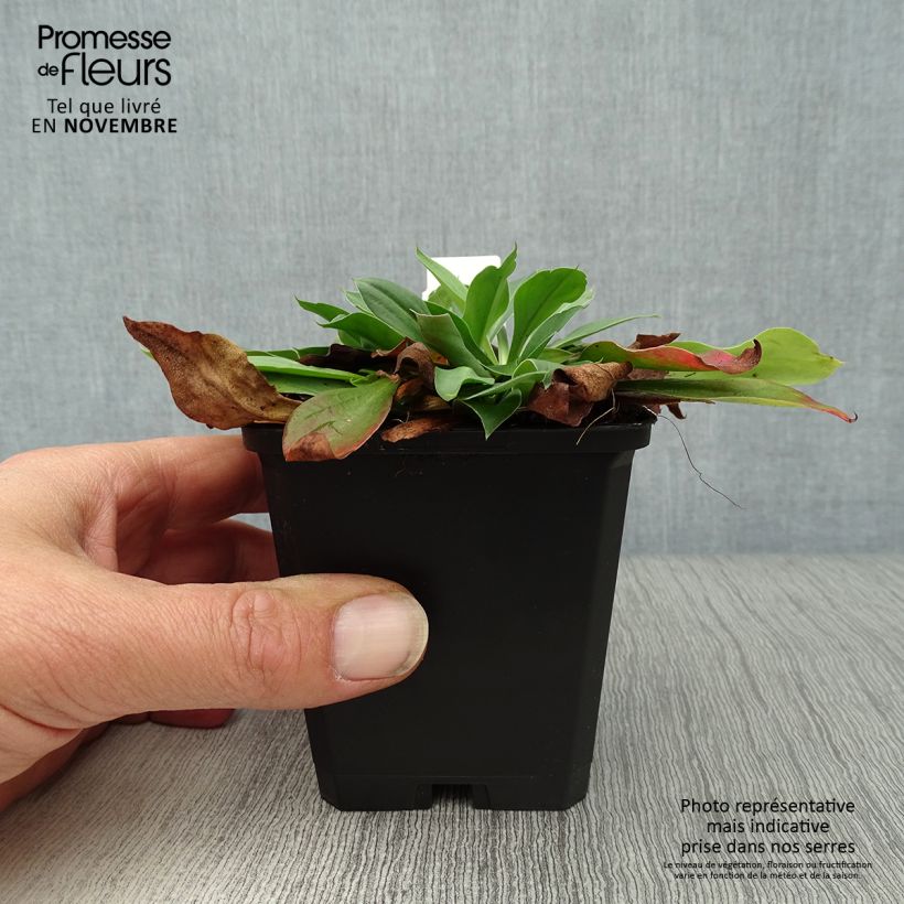 Amostra de Goniolimon tataricum Vaso de 8/9 cm tal como entregue no outono