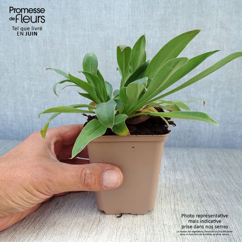 Amostra de Goniolimon tataricum Vaso de 8/9 cm tal como entregue no verão
