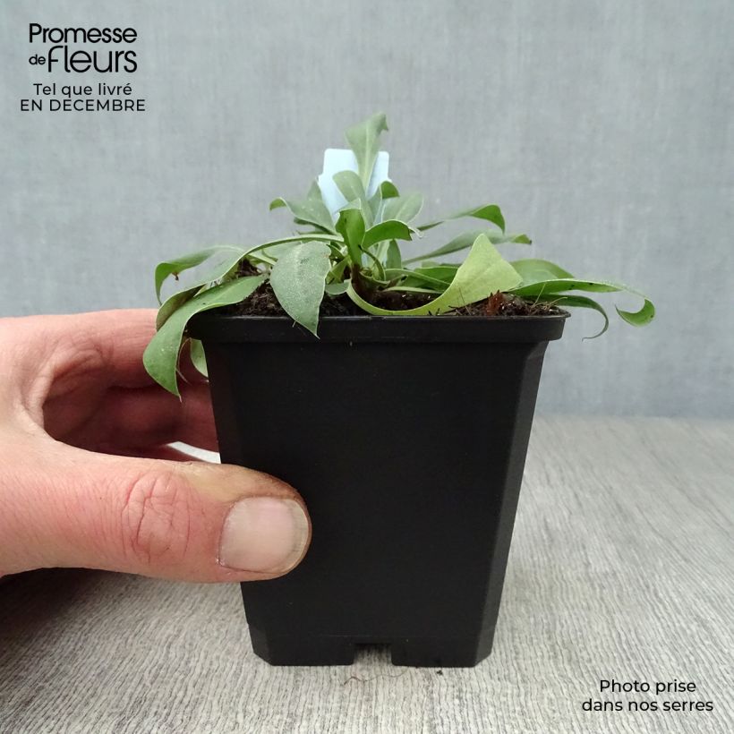 Amostra de Goniolimon tataricum Vaso de 8/9 cm tal como entregue no inverno