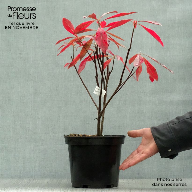 Amostra de Gordlinia grandiflora Vaso de 3 L/4 L tal como entregue no outono