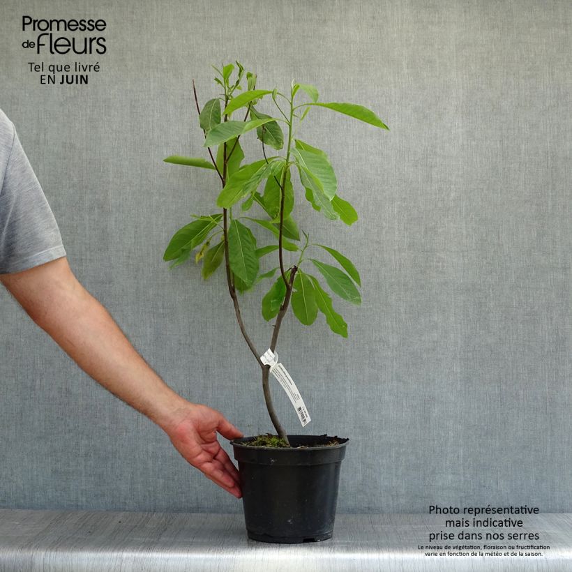 Amostra de Gordlinia grandiflora Vaso de 3 L/4 L tal como entregue no verão