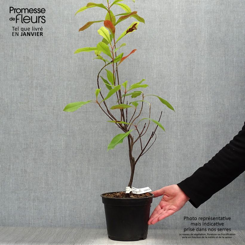 Amostra de Gordlinia grandiflora Vaso de 3 L/4 L tal como entregue no inverno