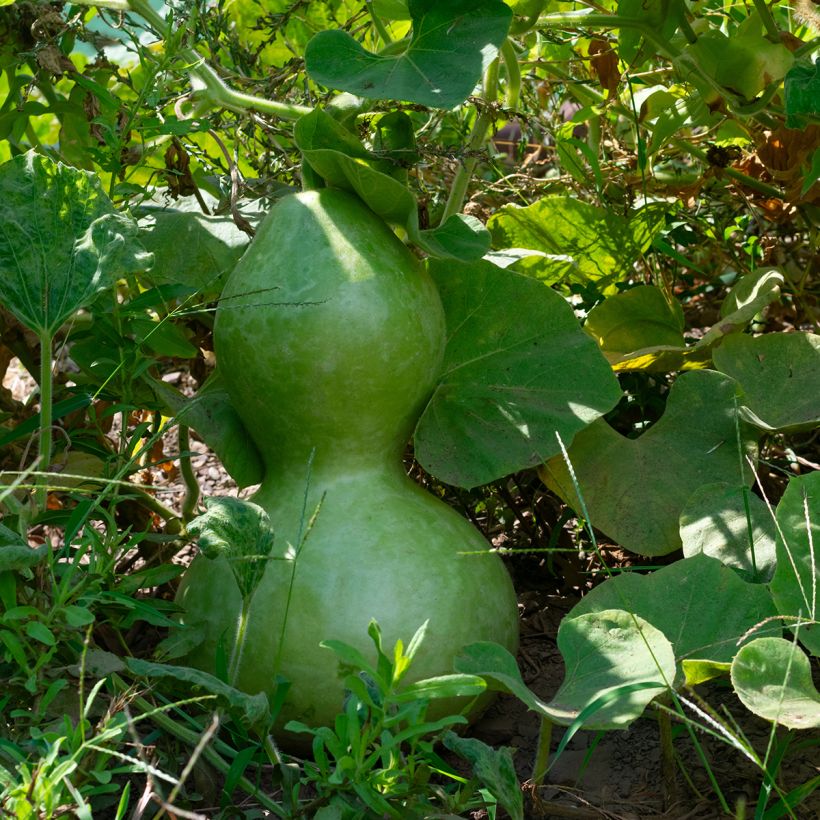 Curgete cabaça Pélerine - Ferme de Sainte Marthe Bio (Folhagem)