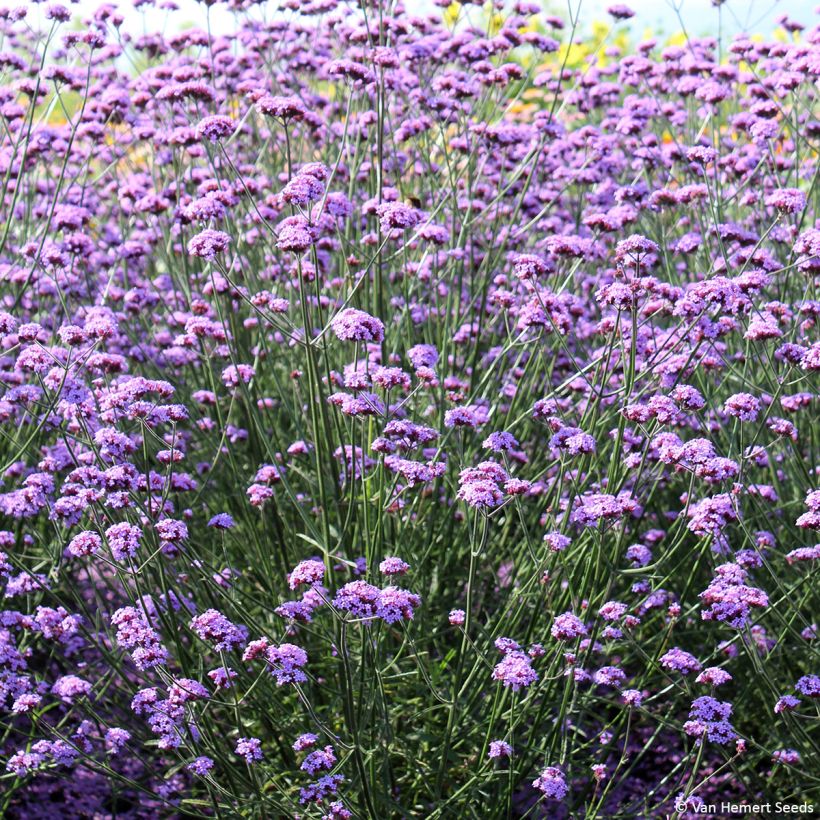 Verbena bonariensis Vanity em sementes (Hábito)