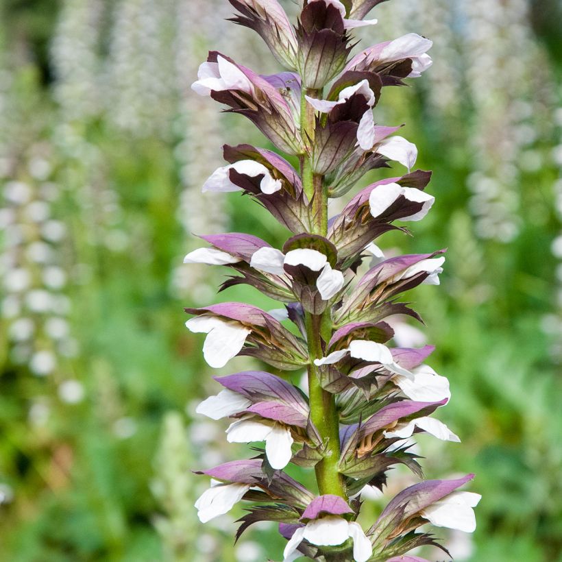 Acanthus mollis em sementes (Floração)