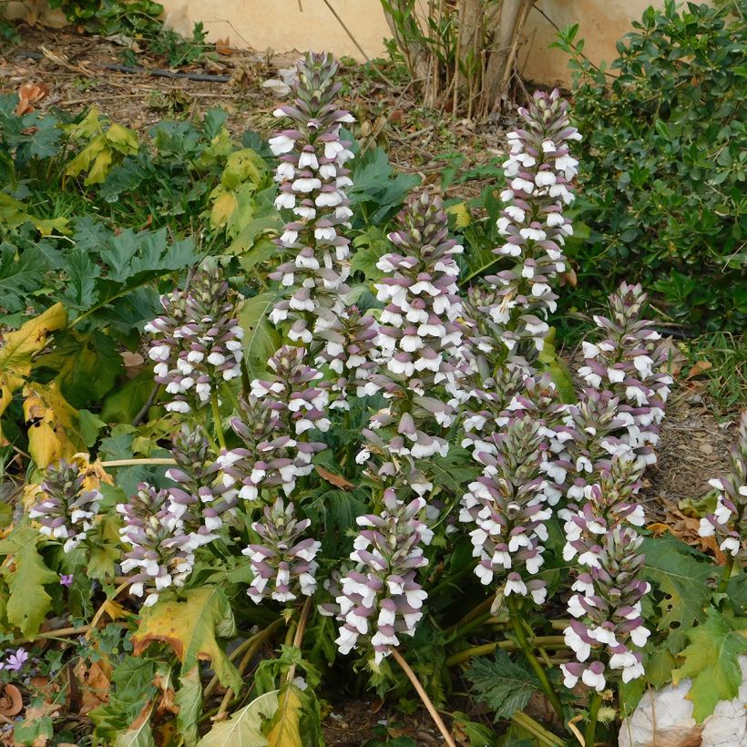 Acanthus mollis em sementes (Hábito)