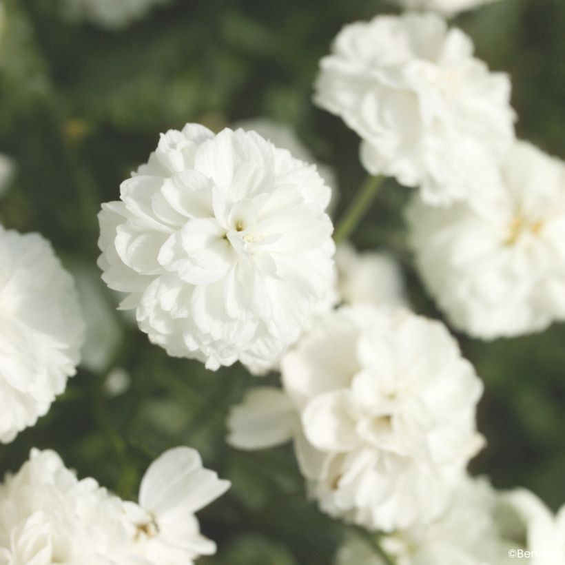 Achillea ptarmica Marshmallow em sementes - Milefólio (Floração)