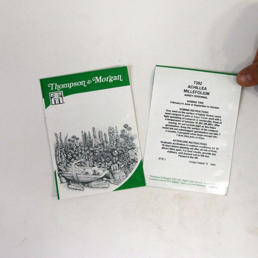 Exemplo de amostra de Graines d'Achillée millefolium Cassis rouge cerise die Tüte mit 5100 Samen (1g) tal como entregue