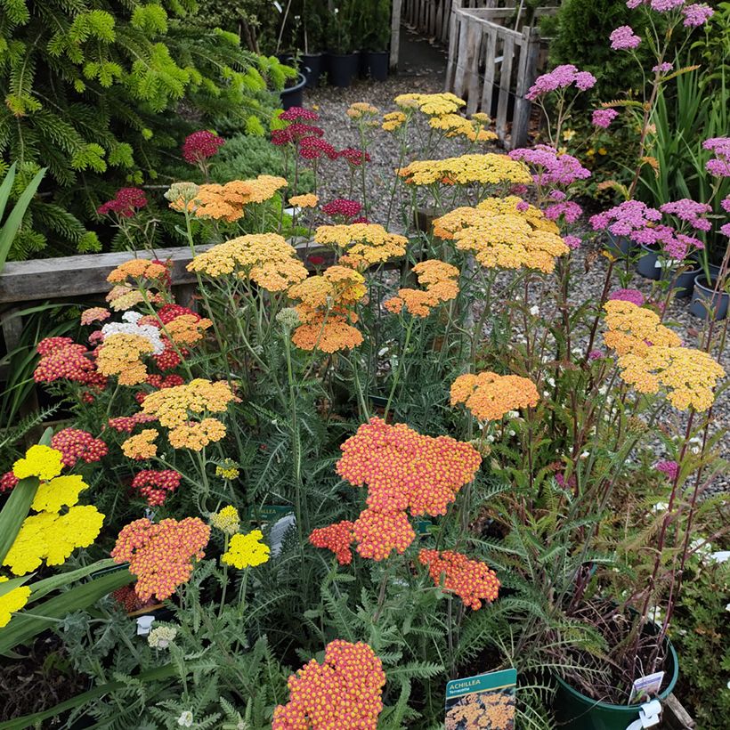 Achillea millefolium Summer Pastels F2 Mix em sementes (Hábito)