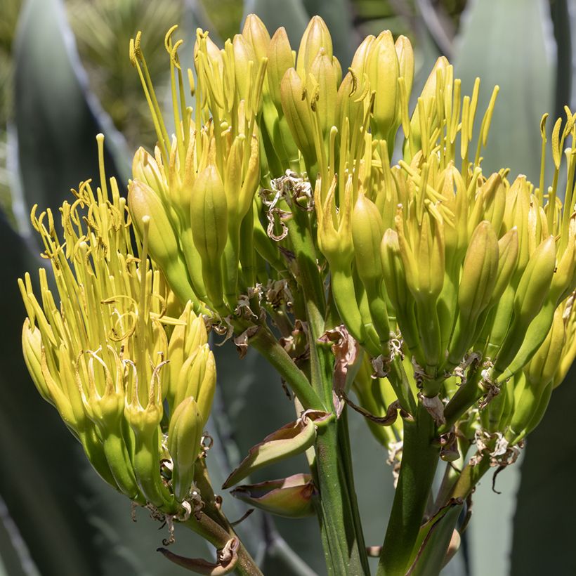 Agave salmiana em sementes (Floração)