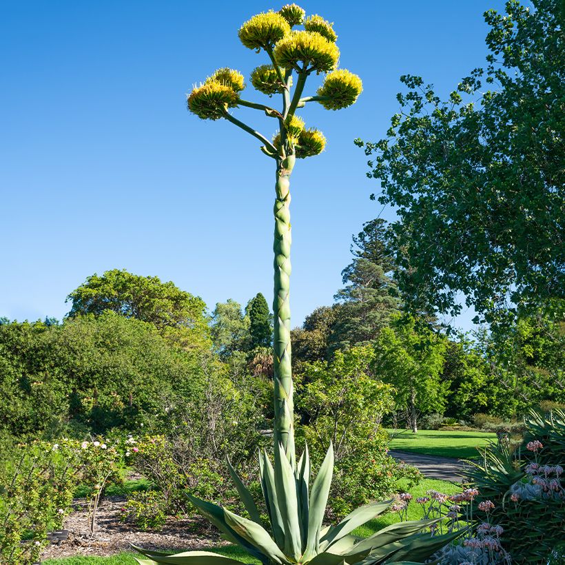 Agave salmiana em sementes (Hábito)