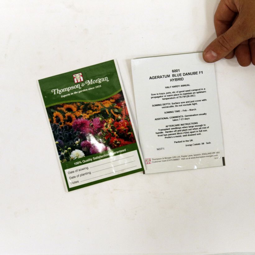 Exemplo de amostra de Graines d'Agératum du Mexique Blue Danube F1 die Tüte mit 100 Samen tal como entregue