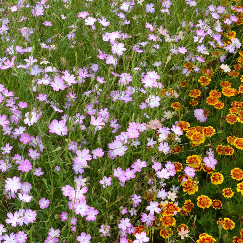 Agrostemma coeli (Hábito)