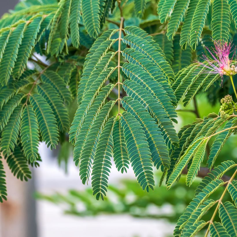 Albizia julibrissin em sementes (Folhagem)