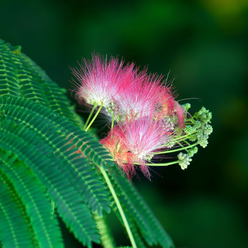 Albizia julibrissin em sementes (Floração)