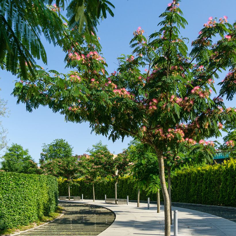 Albizia julibrissin em sementes (Hábito)