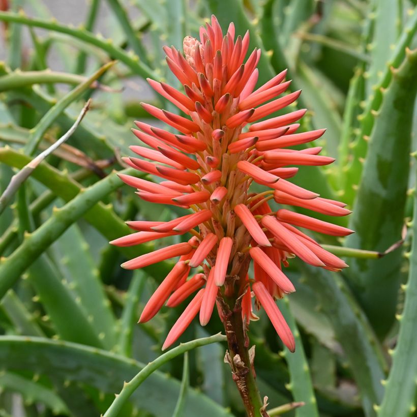 Aloe arborescens em sementes (Floração)