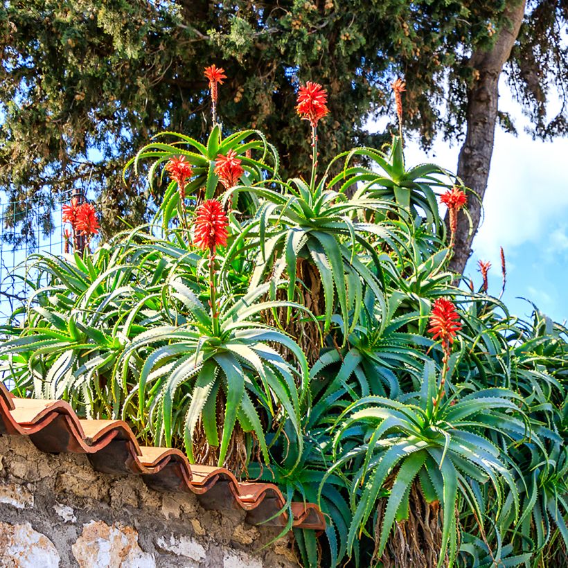 Aloe arborescens em sementes (Hábito)