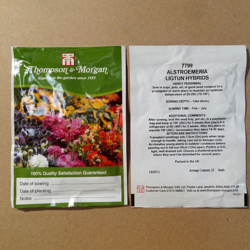 Exemplo de amostra de Graines d'Alstroemeria Ligtu Hybrids - Lis des Incas en mélange per pack of 35 seeds tal como entregue