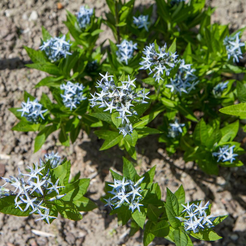 Amsonia tabernaemontana em sementes (Hábito)