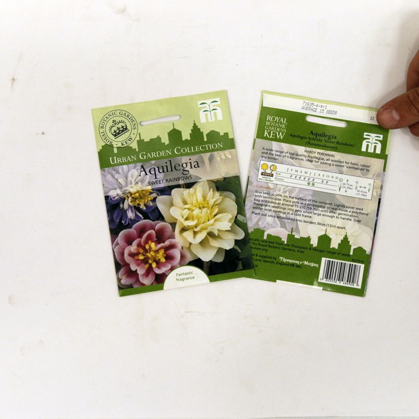 Exemplo de amostra de Graines d'Ancolie des jardins Sweet Rainbows - Aquilegia x hybrida per pack of 20 seeds tal como entregue