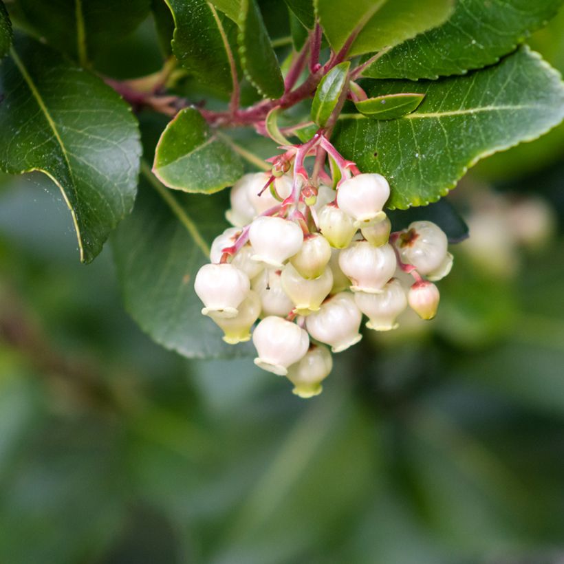 Arbutus unedo em sementes (Floração)