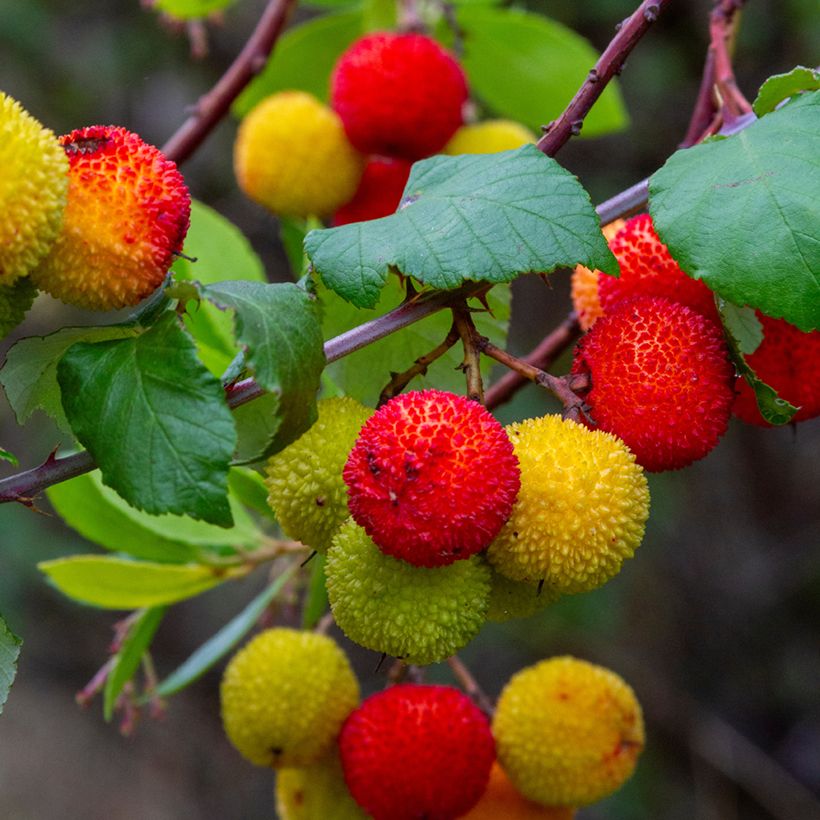 Arbutus unedo em sementes (Colheita)