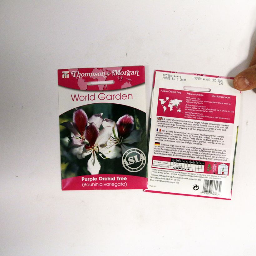 Exemplo de amostra de Graines d’Arbre aux Orchidées - Bauhinia variegata die Tüte mit 5 Samen tal como entregue