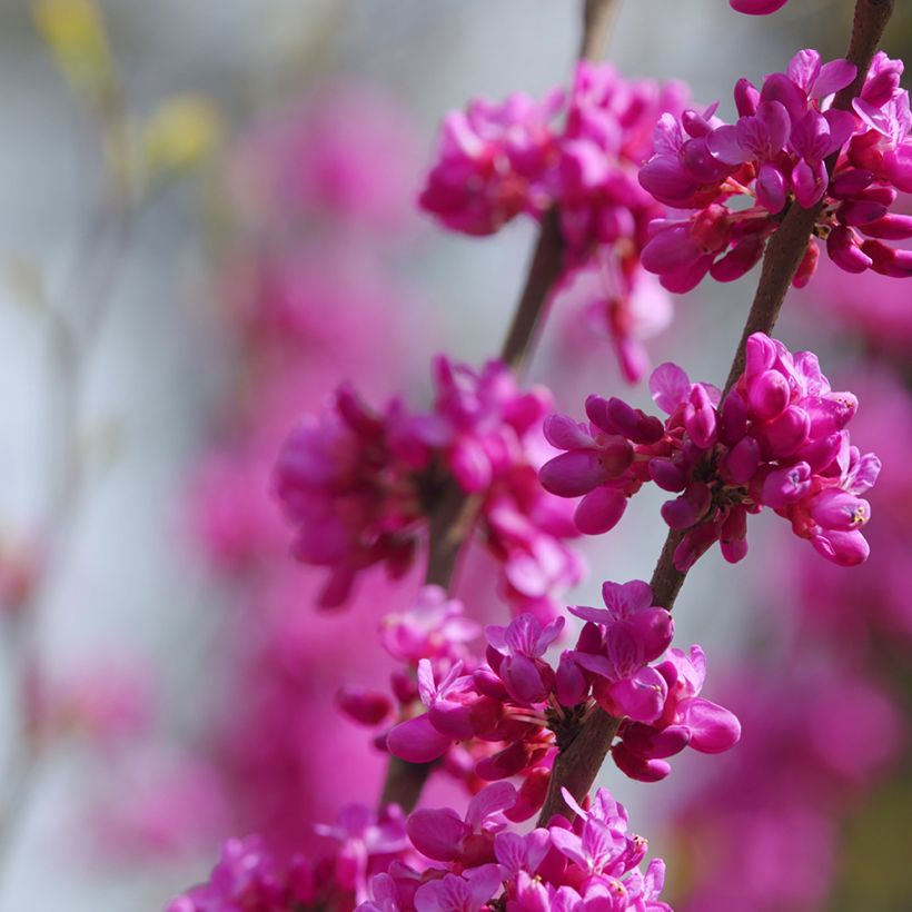 Cercis siliquastrum em sementes (Floração)