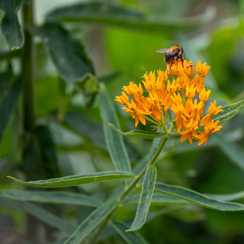 Asclepias tuberosa em sementes (Floração)