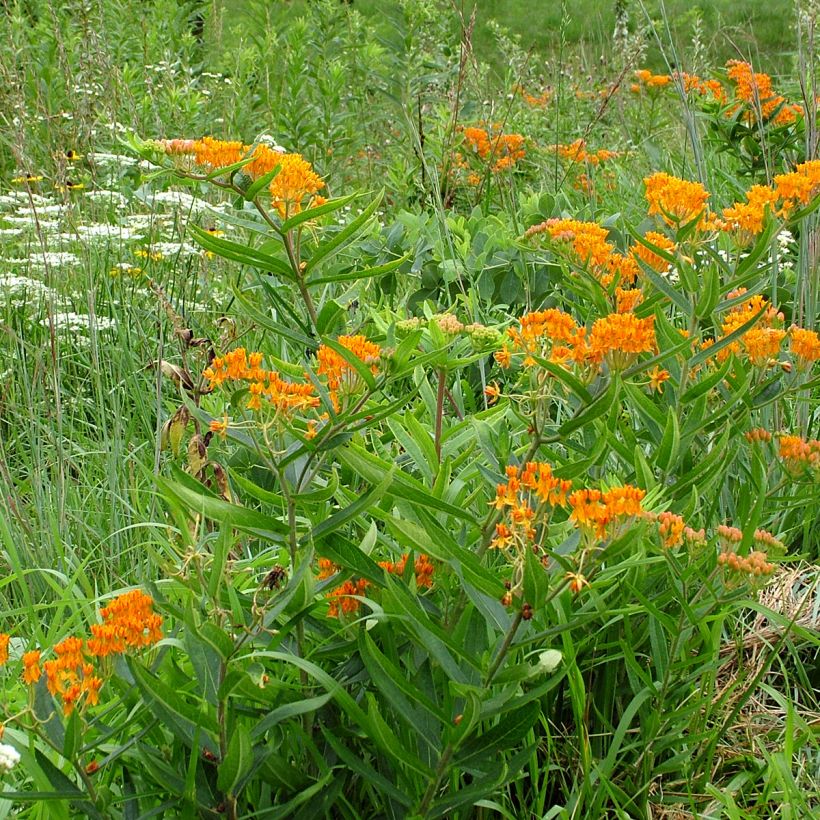 Asclepias tuberosa em sementes (Hábito)
