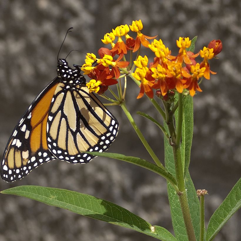 Asclepias curassavica Red Butterfly em sementes (Floração)