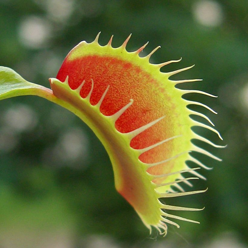 Dionaea muscipula em sementes (Folhagem)