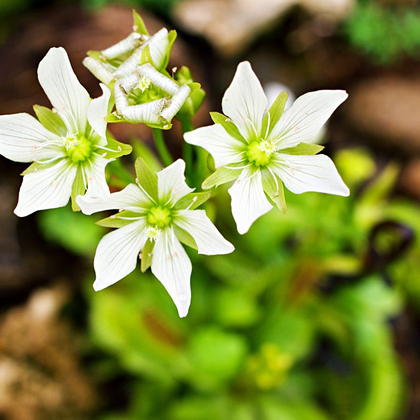 Dionaea muscipula em sementes (Floração)