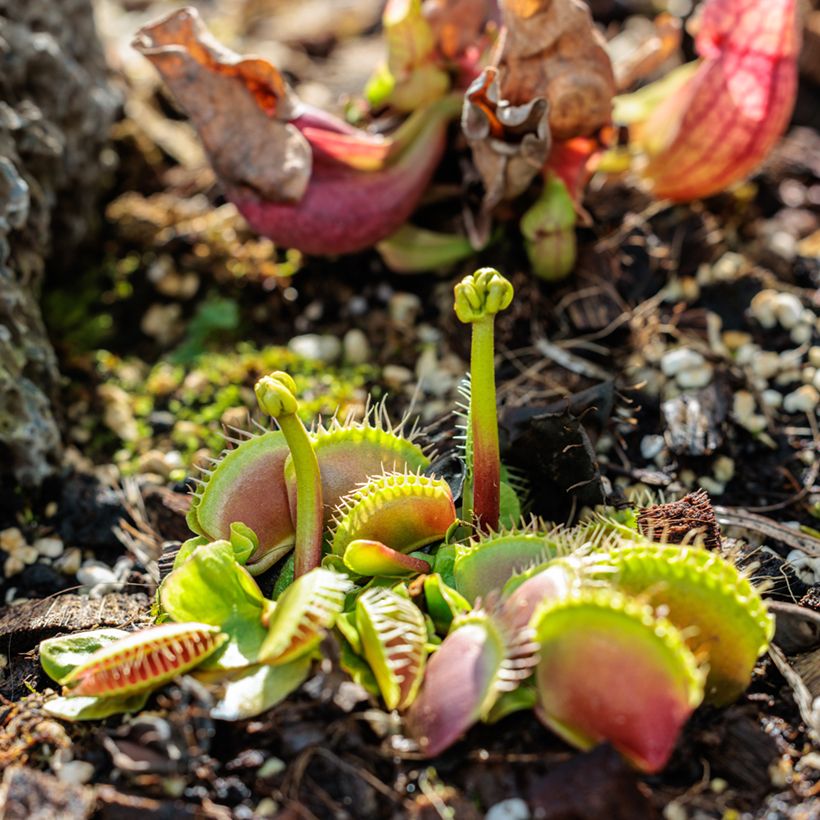 Dionaea muscipula em sementes (Hábito)