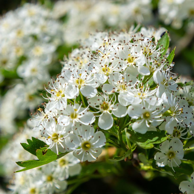 Crataegus monogyna em sementes (Floração)