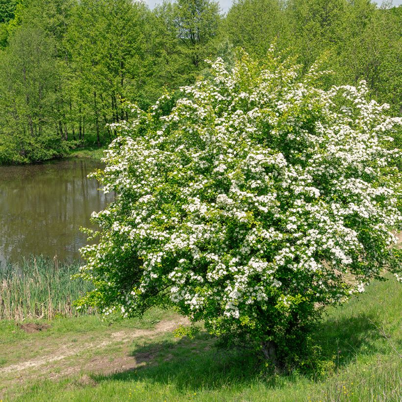 Crataegus monogyna em sementes (Hábito)